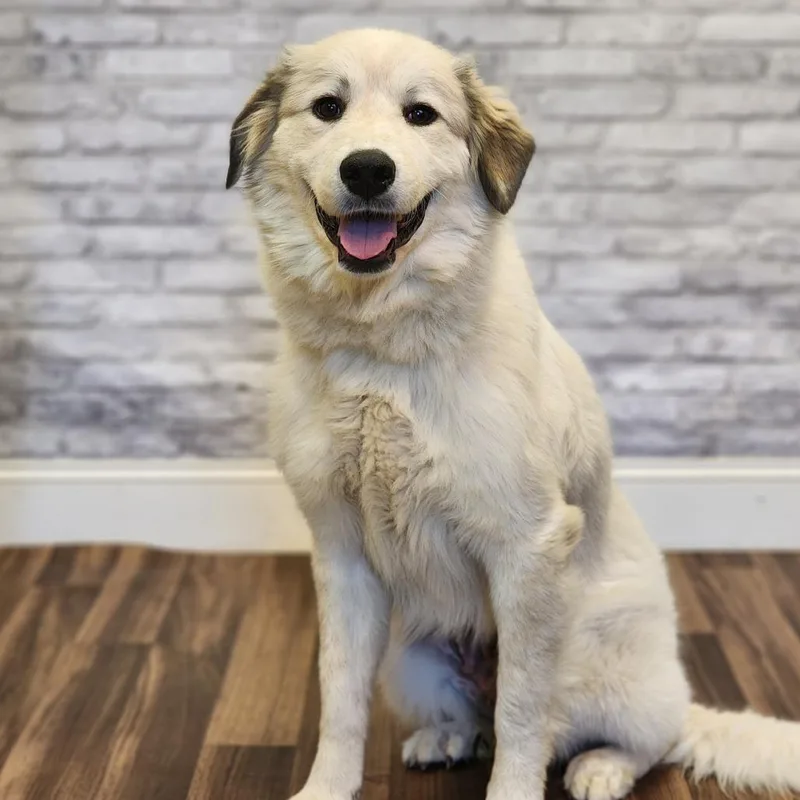 A young medium-sized female Great Pyrenees dog named Ophelia for adoption in Montgomery, AL