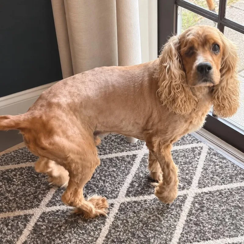 A senior small-sized male Cocker Spaniel dog named Chance for adoption in Tampa, FL