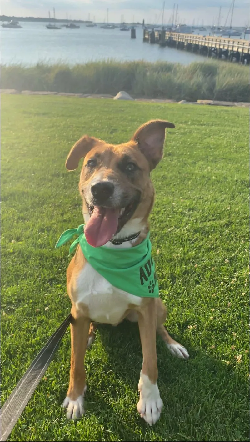A young medium-sized male Retriever dog named Odin for adoption in Holbrook, NY