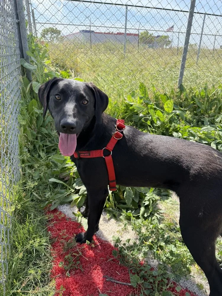 A young large-sized female Hound dog named Sunny Cuckoo for adoption in Stockton, CA