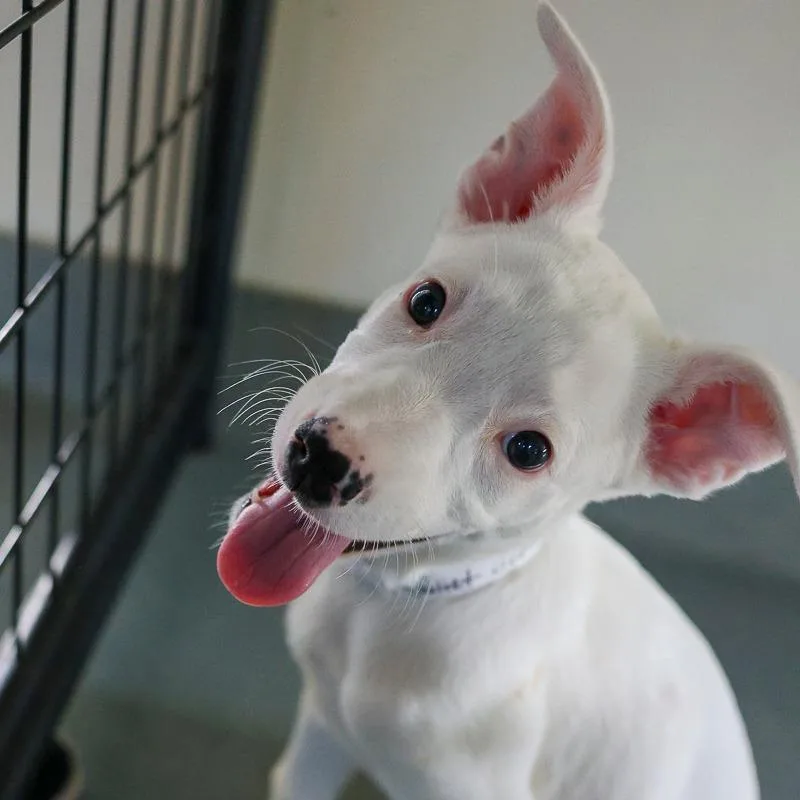 A baby medium-sized female White / Cream Australian Cattle Dog / Blue Heeler dog named Jemma for adoption in Bradenton, FL
