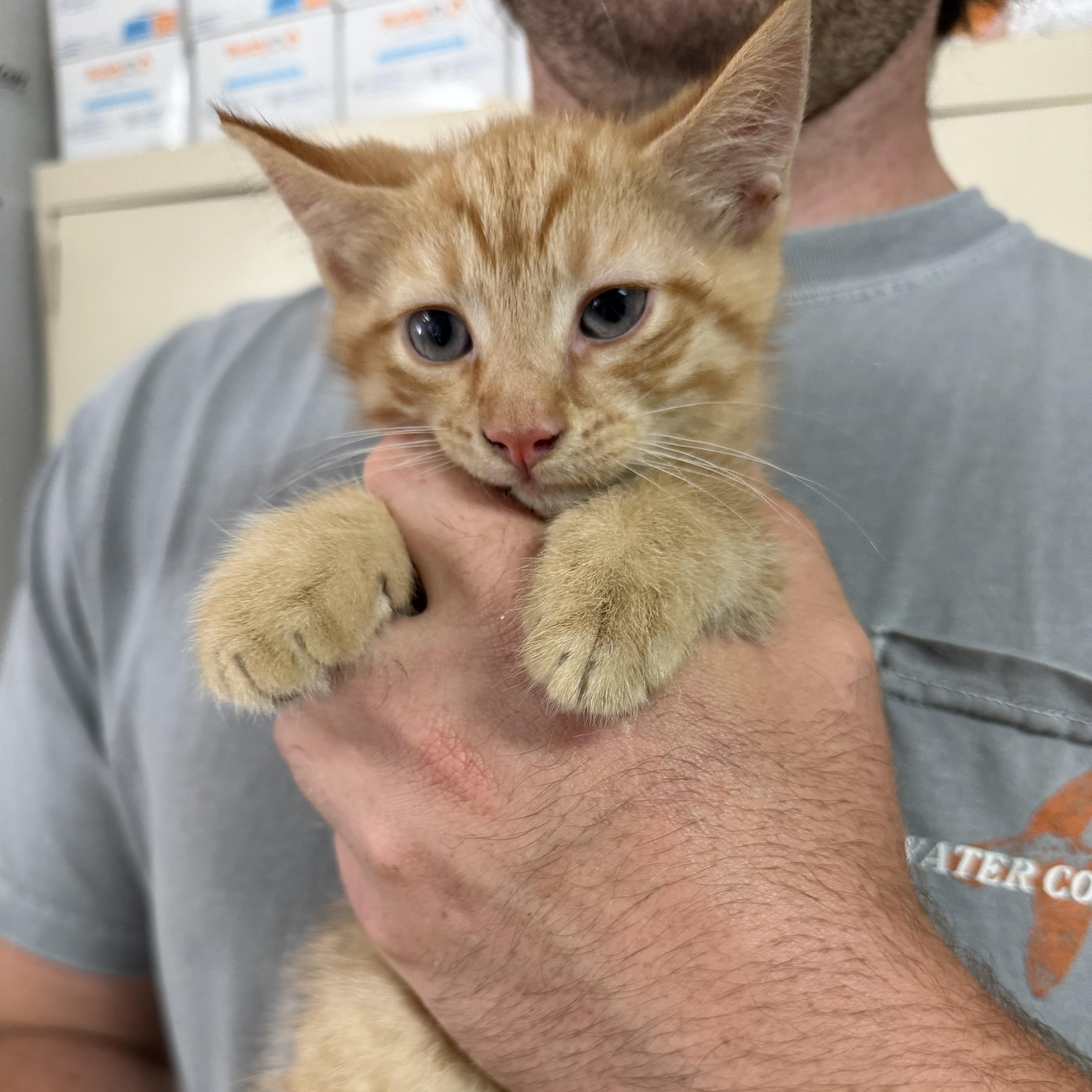 A baby medium-sized male Tabby cat named There for adoption in Columbia, SC