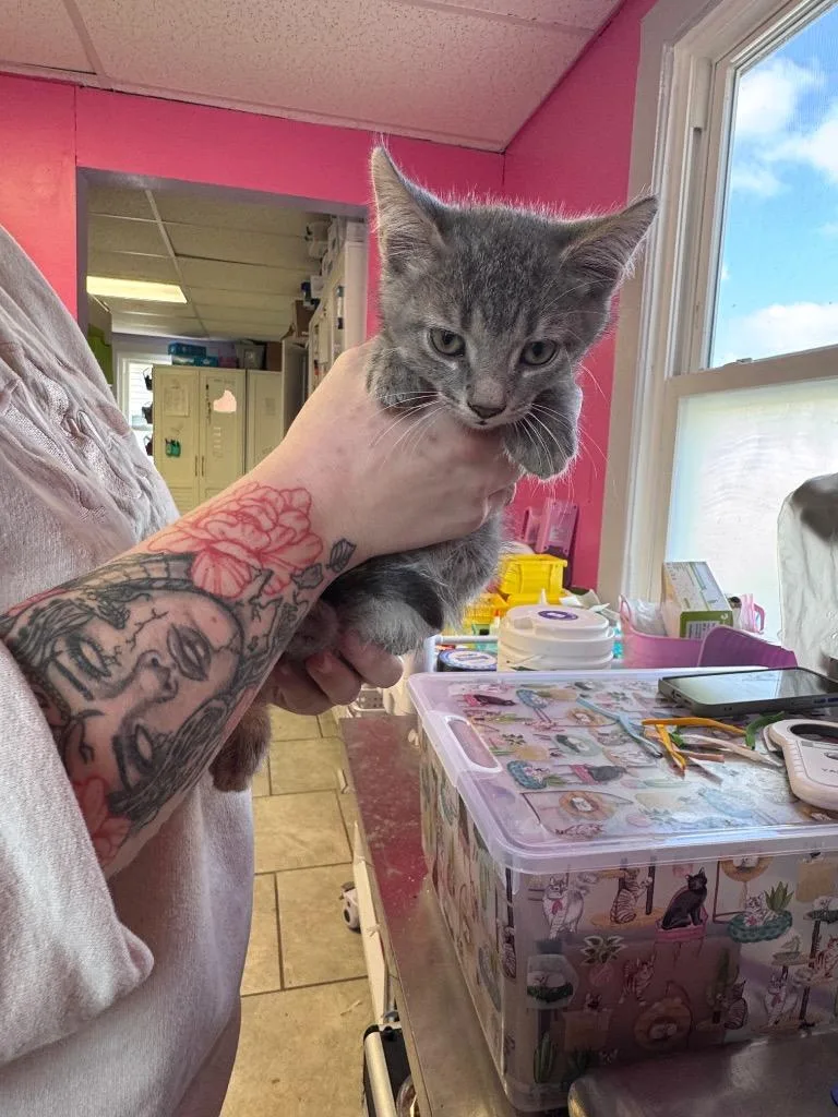 A baby medium-sized female Domestic Short Hair cat named Sunny for adoption in Johnson City, TN