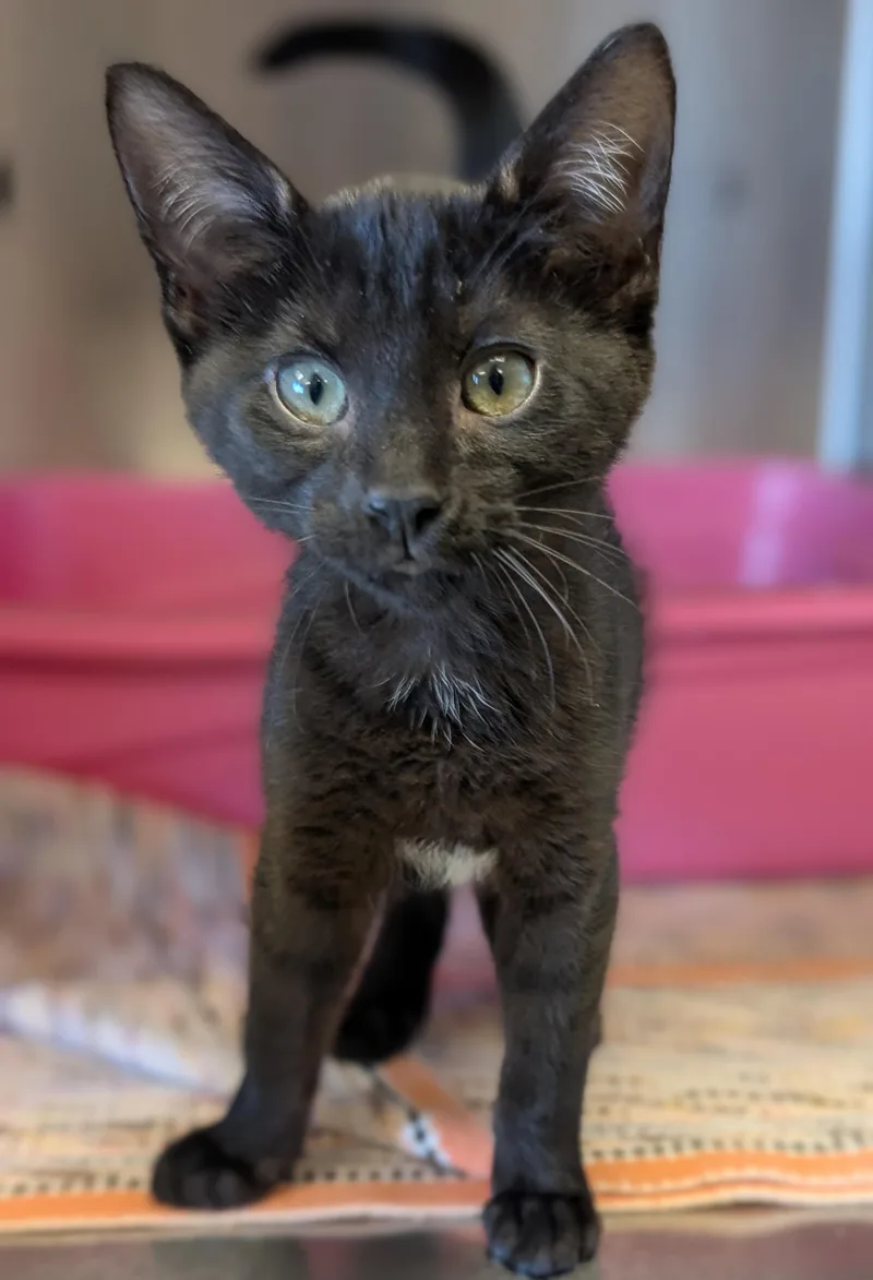 A baby medium-sized female Domestic Short Hair cat named Frida for adoption in Jefferson, WI