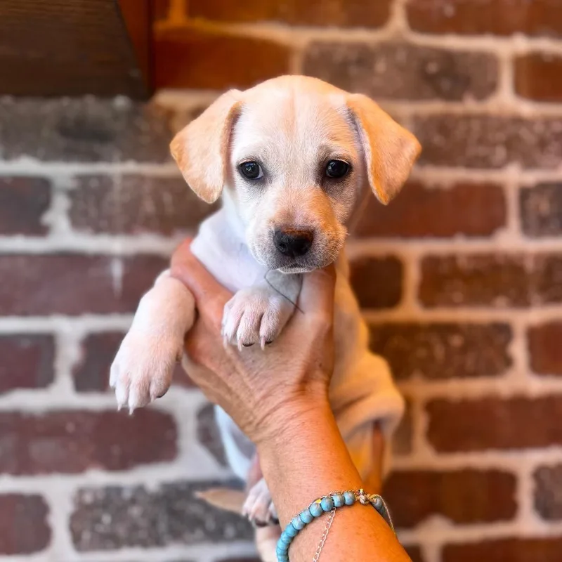 A baby small-sized female White / Cream Yellow Labrador Retriever dog named Grace Kelly for adoption in San Diego, CA