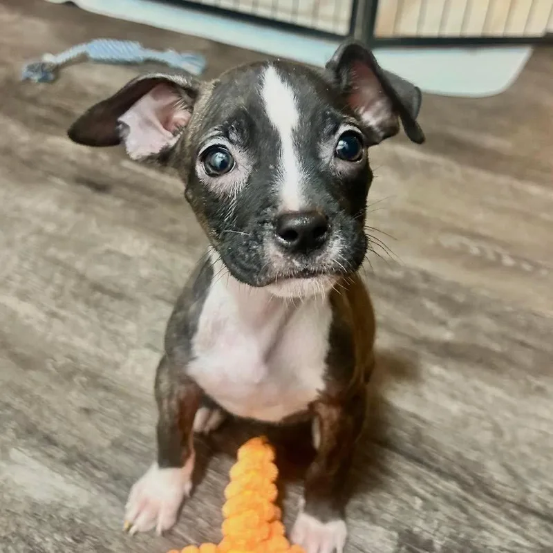A baby medium-sized female Black American Staffordshire Terrier dog named BoPeep for adoption in Grand Island, NE