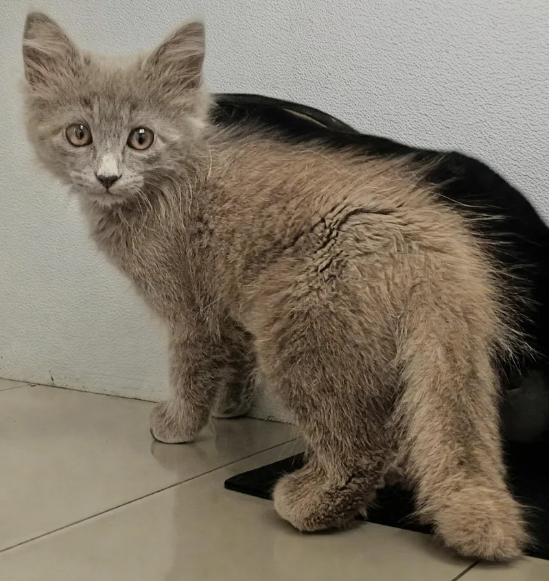 A baby small-sized female Gray / Blue / Silver Nebelung cat named Ava Mae for adoption in Mobile, AL