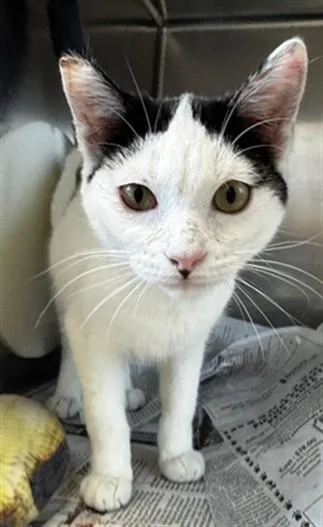 A young small-sized female Domestic Short Hair cat named Zara for adoption in San Jose, CA