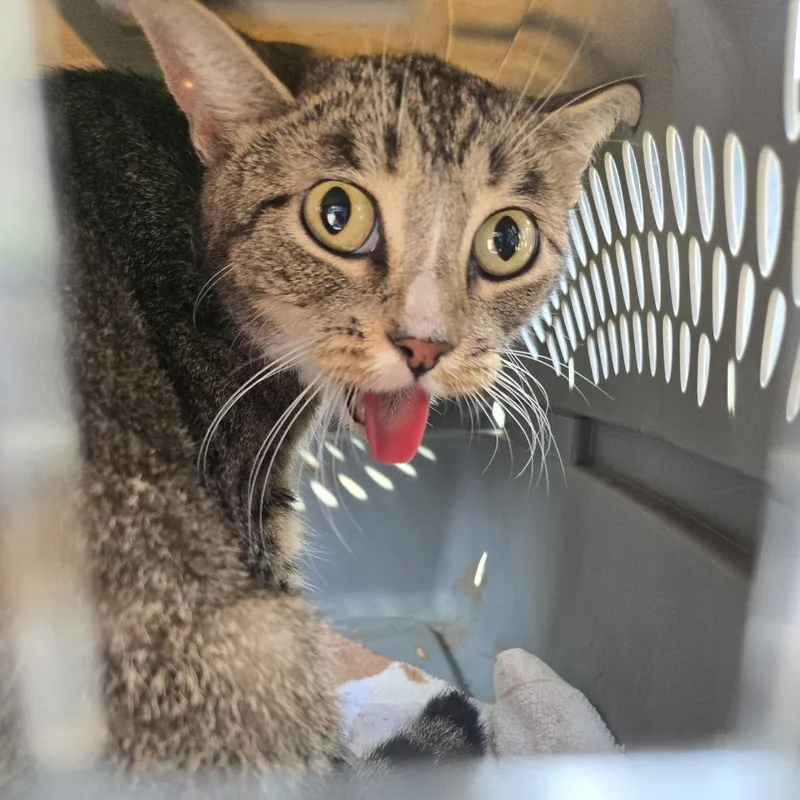 A young medium-sized female Brown / Chocolate Domestic Short Hair cat named Catelyn for adoption in Newark, NJ