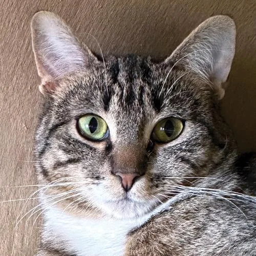 A baby medium-sized female Tabby (Brown / Chocolate) Domestic Short Hair cat named Hattie for adoption in Crystal Lake, IL