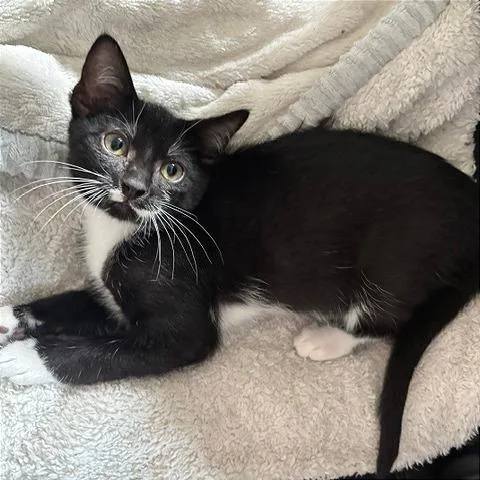 A baby small-sized female Domestic Short Hair cat named Bic for adoption in Gibsonia, PA