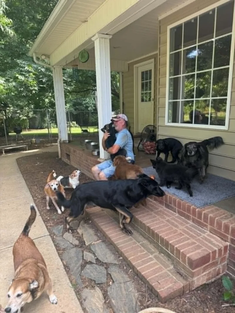 A baby large-sized female Black German Shepherd Dog dog named Luna for adoption in Lancaster, SC