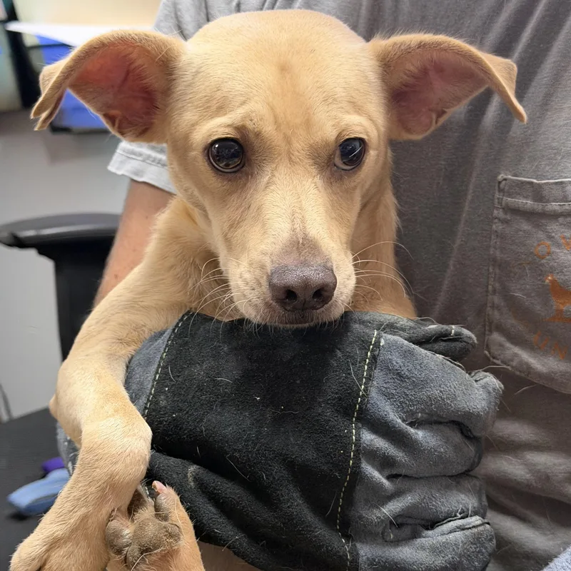 An adult small-sized male Mixed Breed dog named Grandpa for adoption in Columbia, SC