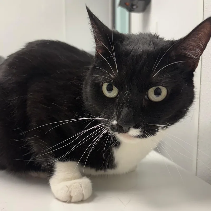 A senior large-sized female Black Domestic Short Hair cat named Gypsy for adoption in Abilene, TX