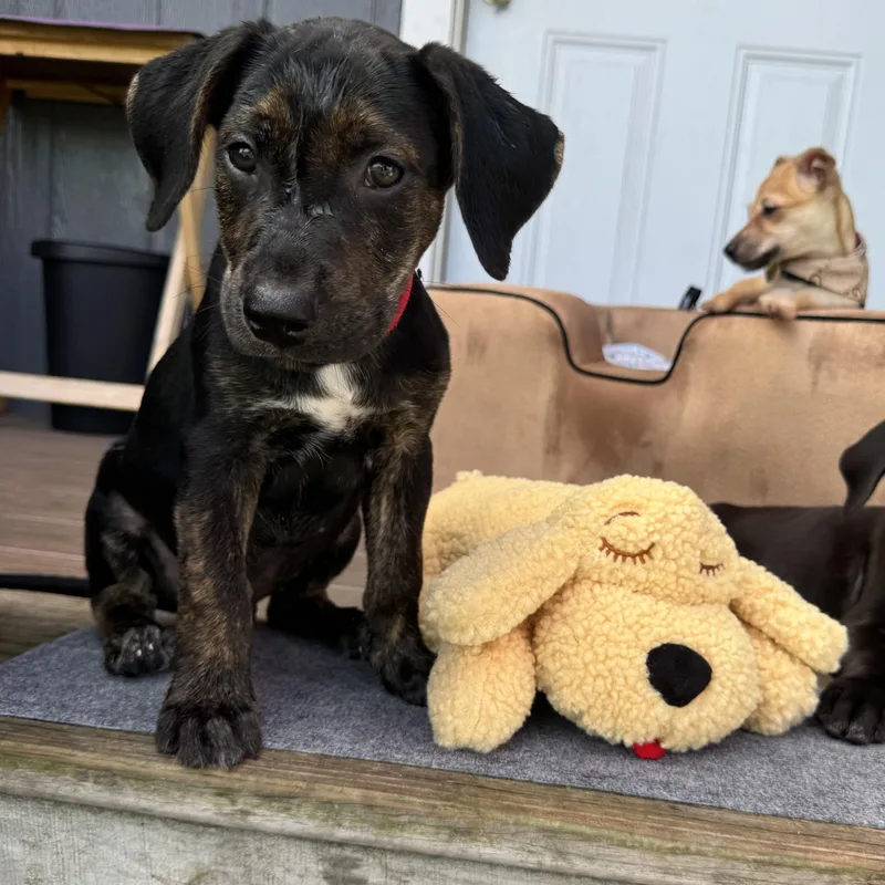 A baby medium-sized male Brindle Black Labrador Retriever dog named Oscar for adoption in Myakka City, FL