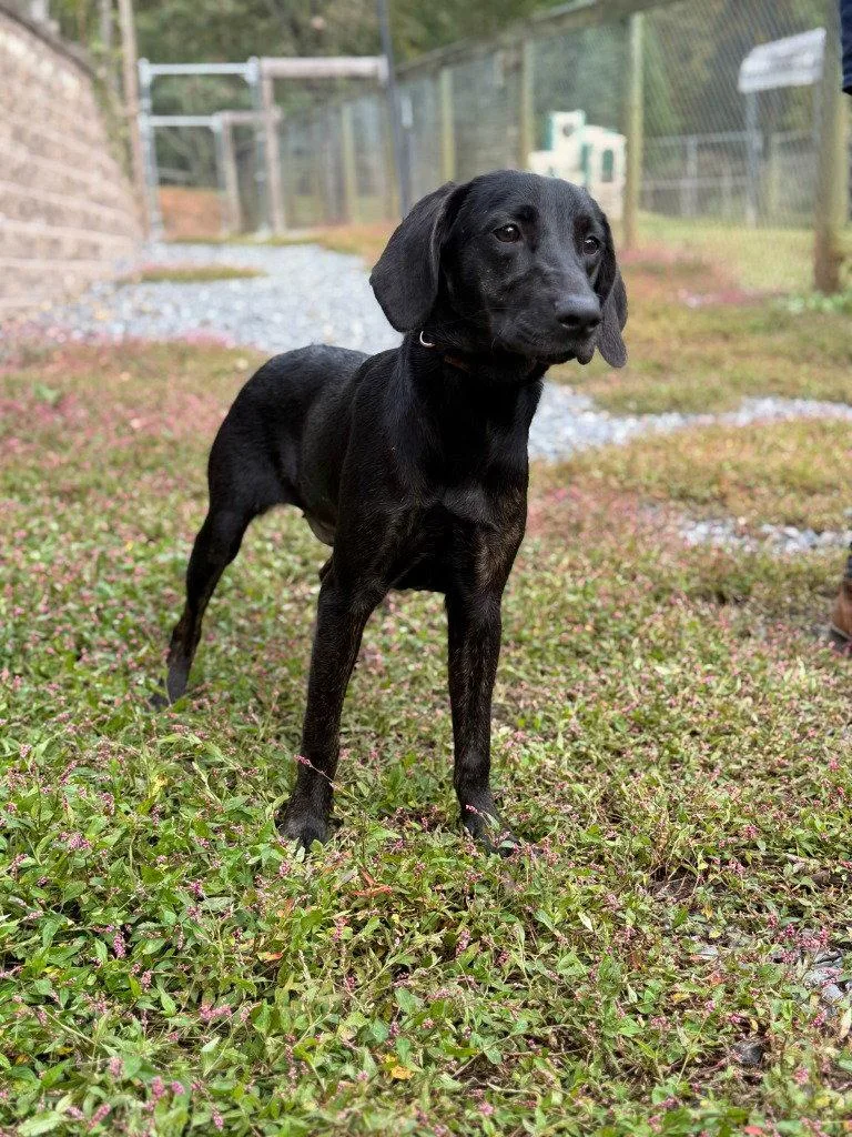 A young large-sized female Labrador Retriever dog named Willow for adoption in Lovingston, VA