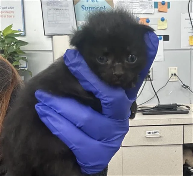 A baby medium-sized female Domestic Short Hair cat named Daisy for adoption in Dallas, TX