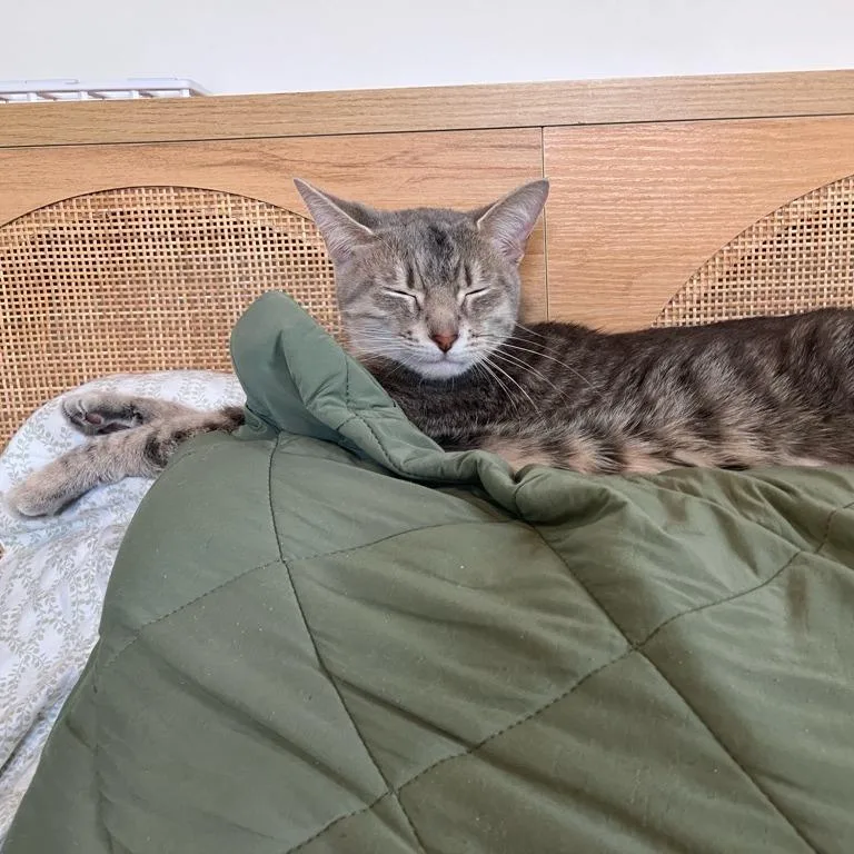 An adult medium-sized female Tabby (Gray / Blue / Silver) Domestic Short Hair cat named Puddles for adoption in Evanston, IL