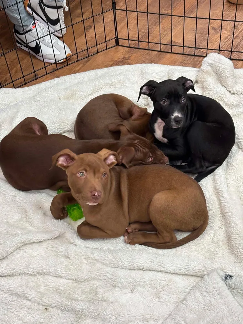 A baby medium-sized female Brown / Chocolate Pointer dog named Lennox for adoption in New Windsor, NY