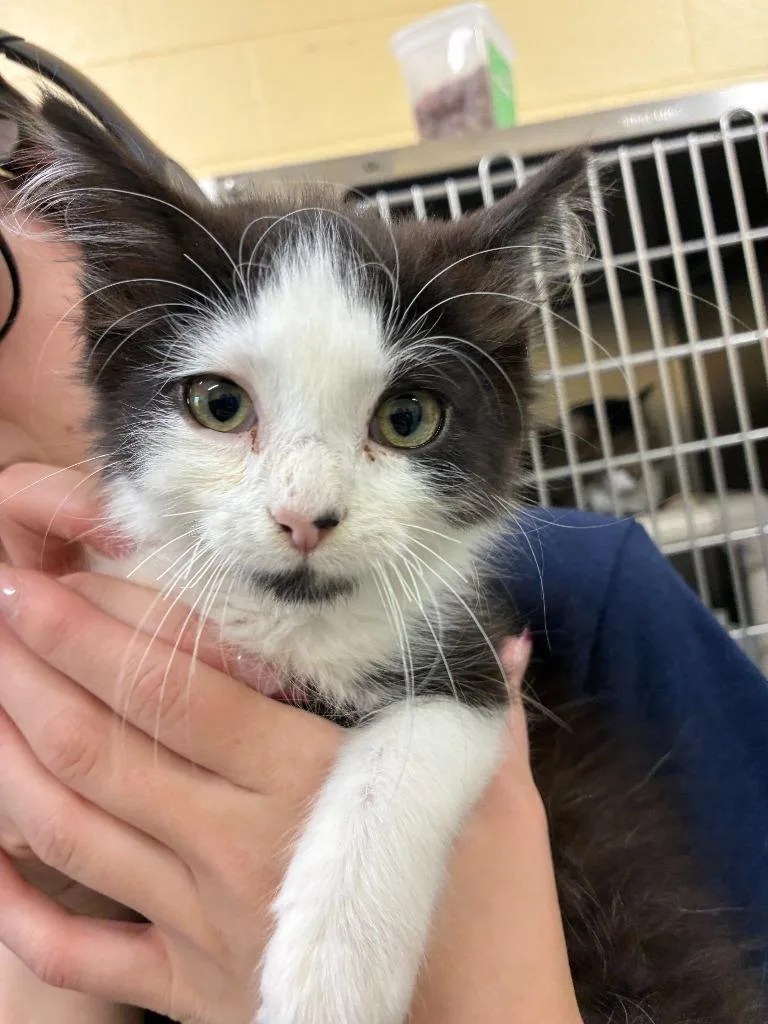 A baby medium-sized male Domestic Long Hair cat named Purrecy for adoption in Culpeper, VA