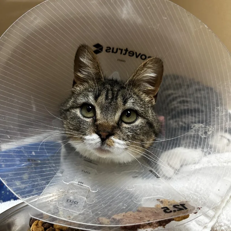 A young medium-sized female Gray / Blue / Silver Domestic Short Hair cat named Ruby for adoption in Blue Ridge, GA