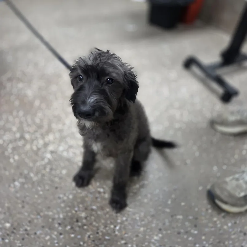 A baby small-sized male Gray / Blue / Silver Poodle dog named Merino for adoption in Incline Village, NV