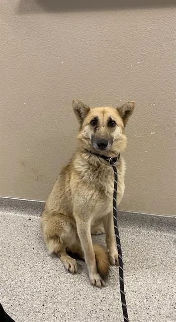 A young medium-sized female German Shepherd Dog dog named Blondie for adoption in Modesto, CA