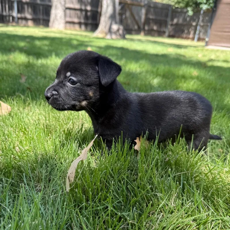 A baby small-sized female Black Chihuahua dog named Aquamarine for adoption in Cedar Park, TX