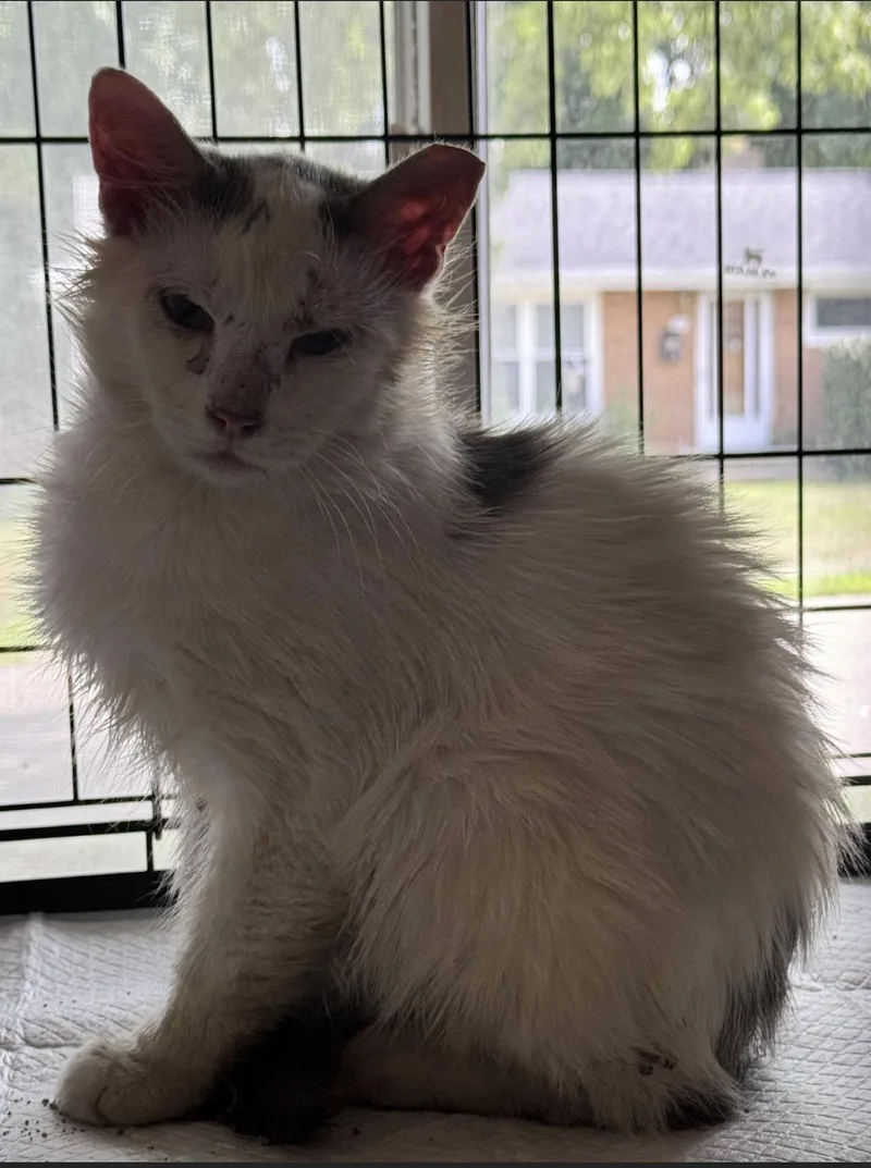 An adult medium-sized male Domestic Long Hair cat named Elvis for adoption in Canton, OH