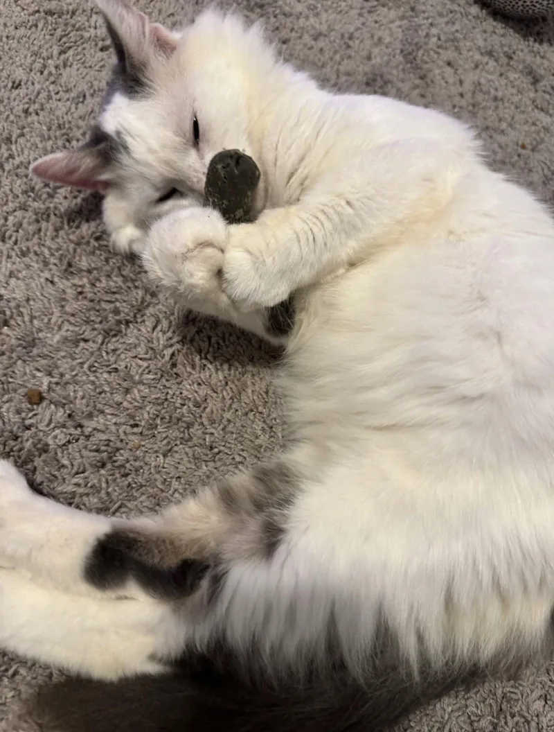 Elvis thumbnail 2