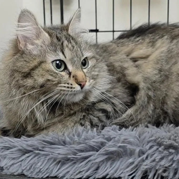 A young medium-sized female Tabby (Gray / Blue / Silver) Tabby cat named Miracle for adoption in Medford, MA