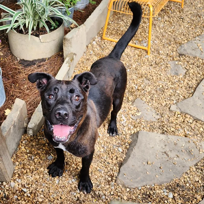 A senior large-sized male Black Mixed Breed dog named Amos for adoption in Boaz, AL