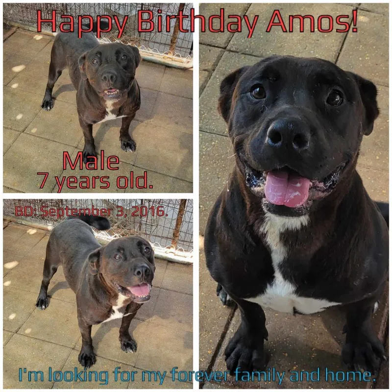 Amos thumbnail 2