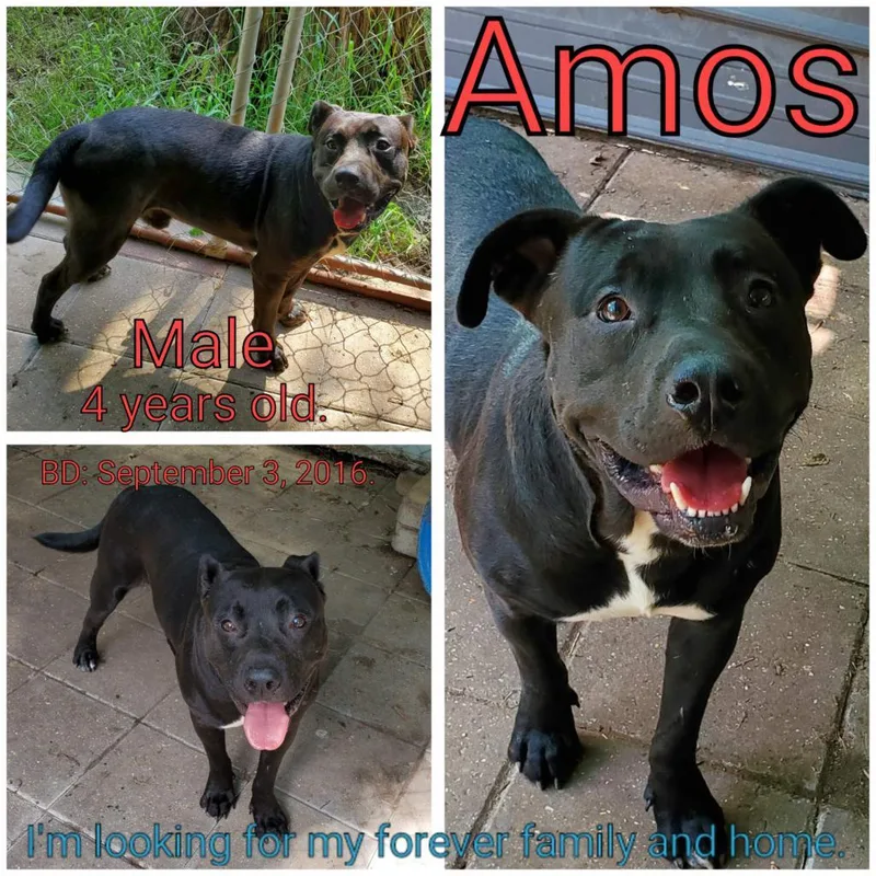 Amos thumbnail 6