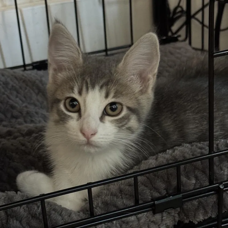 A baby small-sized female Gray / Blue / Silver Domestic Short Hair cat named Baby Bear for adoption in Spokane, WA