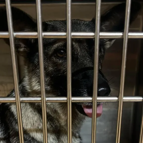 An adult medium-sized female German Shepherd Dog dog named Buffy for adoption in Gadsden, AL