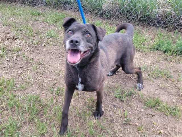A senior medium-sized female Labrador Retriever dog named Nala for adoption in Colorado Springs, CO