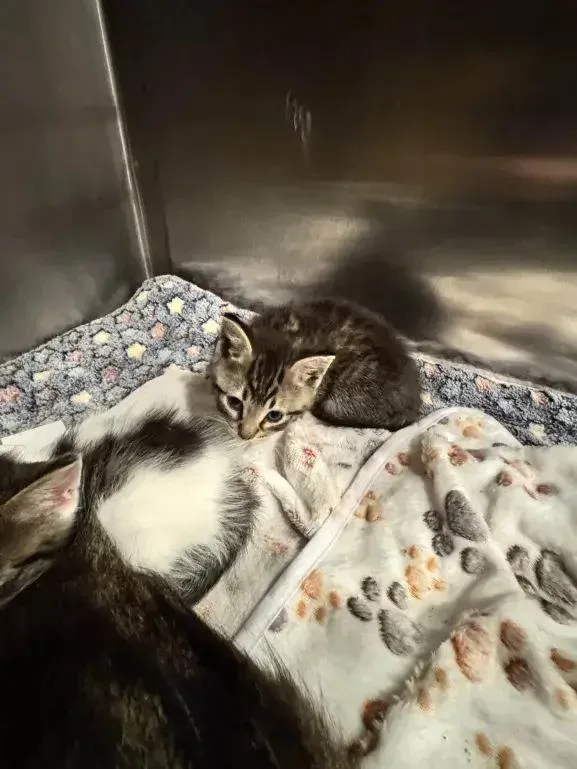 A baby small-sized male Domestic Short Hair cat named Chowder for adoption in Grand Rapids, MI