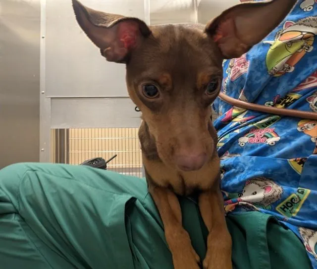 A young small-sized female Miniature Pinscher dog named Coffy for adoption in Denver, CO