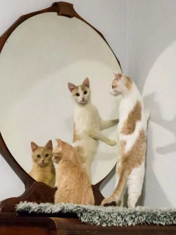 A young small-sized female Domestic Short Hair cat named Lucky Bonded Buddy for adoption in Des Moines, IA