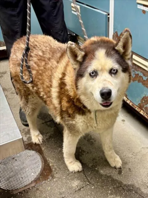 A senior medium-sized female Siberian Husky dog named Kacey for adoption in Woodland, CA