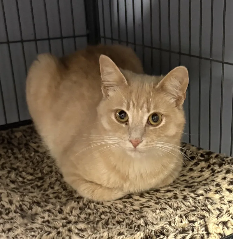 A young medium-sized male Buff / Tan / Fawn Domestic Short Hair cat named McSteamy for adoption in Columbus, OH