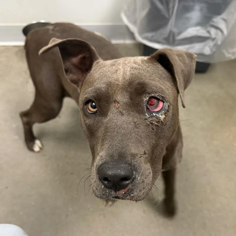 A young medium-sized female Gray / Blue / Silver Terrier dog named Una for adoption in Marshall, TX