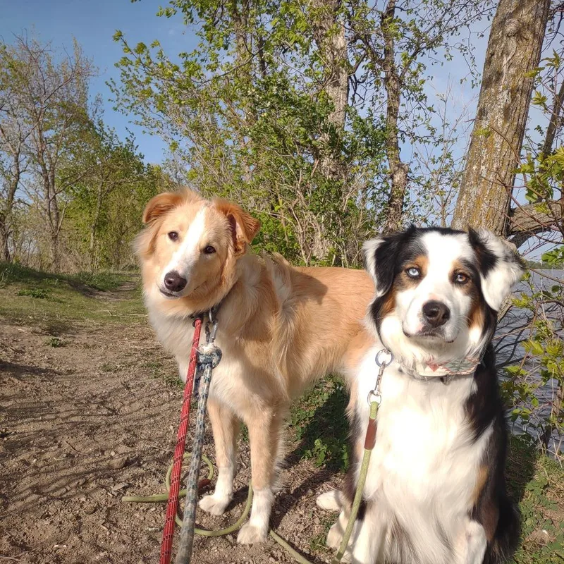 A young medium-sized male White / Cream English Shepherd dog named Brooks for adoption in Rochester, MN