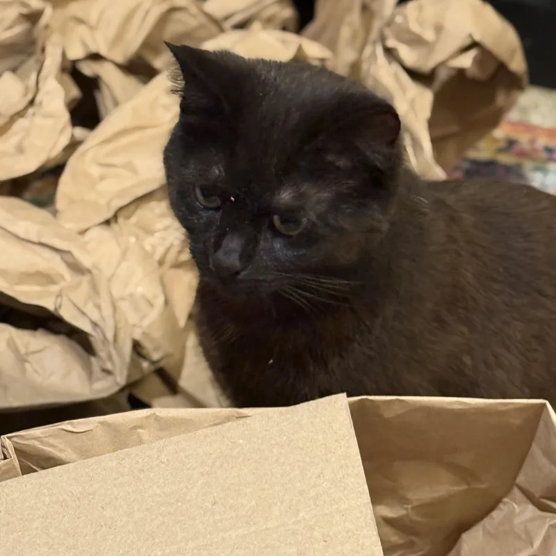 A young medium-sized female Black Domestic Short Hair cat named Ember for adoption in Milwaukee, WI
