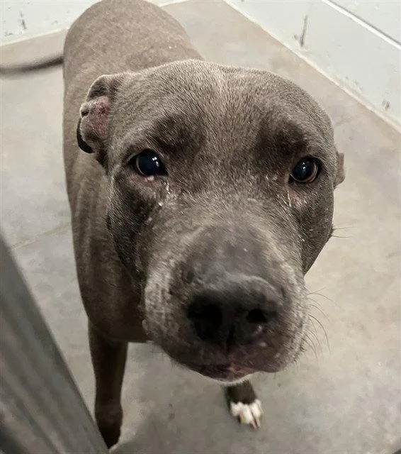 A senior large-sized female Pit Bull Terrier dog named Bristol for adoption in Tavares, FL