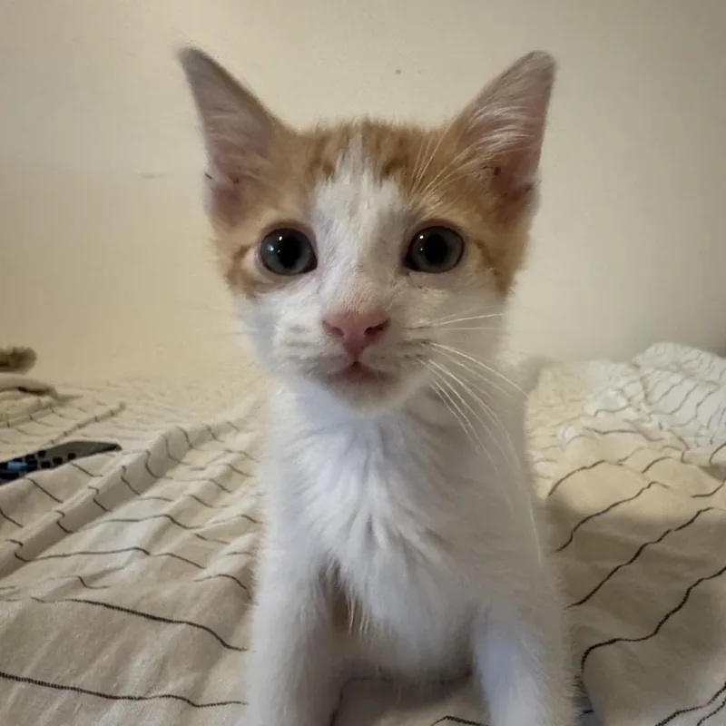A baby small-sized male Orange / Red Domestic Short Hair cat named Zelle for adoption in Westminster, CA