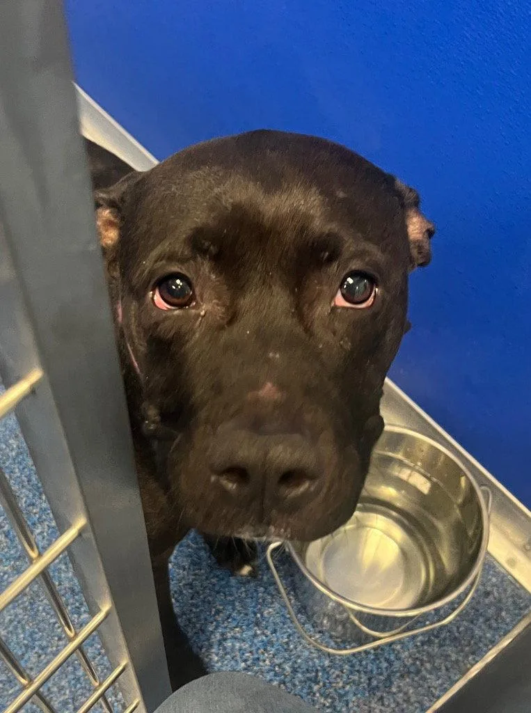 An adult medium-sized female Pit Bull Terrier dog named Diamond for adoption in Tarboro, NC