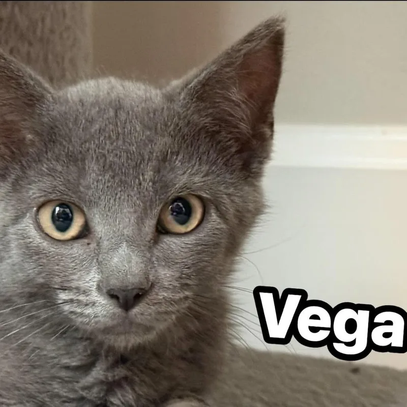 A baby small-sized female Gray / Blue / Silver Domestic Short Hair cat named Vega for adoption in Edwardsville, IL