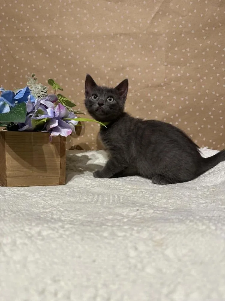 A baby small-sized female Domestic Short Hair cat named Brianna for adoption in Groveland, MA